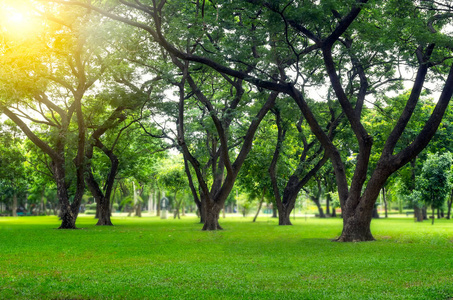 绿色的草坪和树木照片