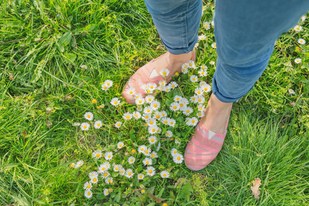 女性腿站立在绿色草甸与白色 chamomiles