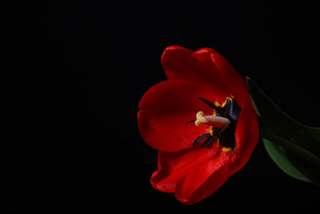 红色的郁金香，露水的特写照片滴眼液对花的花瓣上