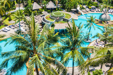 在游泳池附近的椰子棕榈树