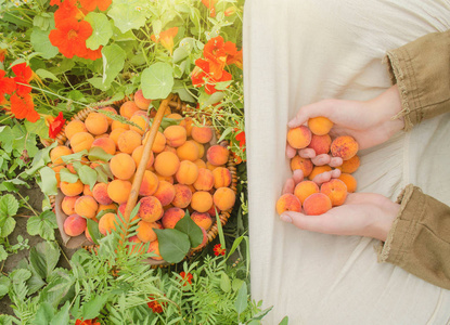篮子新鲜的杏在花园里。农夫拿着满满一篮子杏