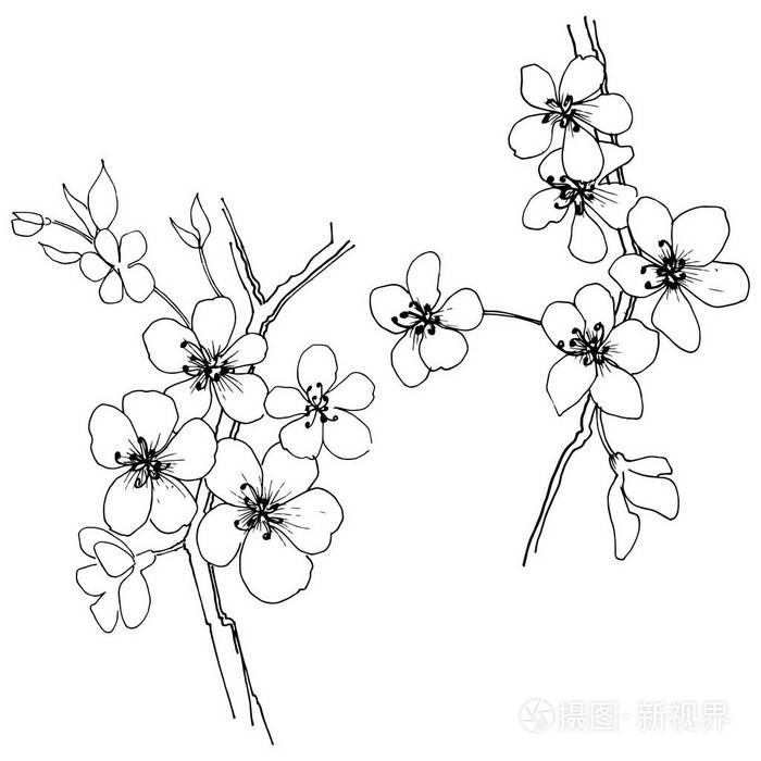 植物全名: 樱花.背景,纹理,包装图案,框架或边框的矢量花