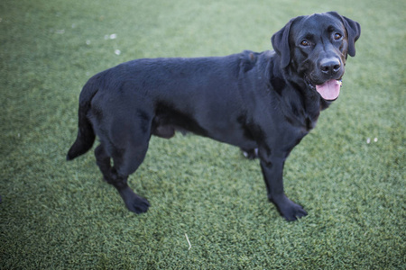 狗的画像，黑色拉布拉多草坪背景