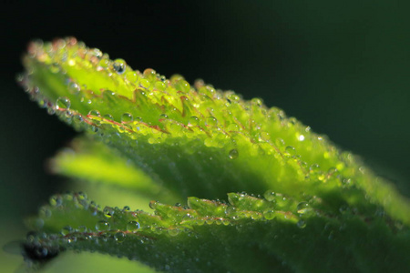 露水滴在树叶和草上。dros 露中宏叶草技术的照片