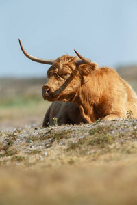 高原母牛栖息在自然生境中