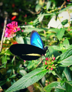 一只美丽的 longwing 蝴蝶, 蓝色的翅膀上带着黄色条纹, 轻轻地栖息在一株小红花上。