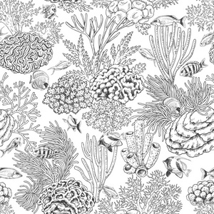 珊瑚礁和鱼类模式照片