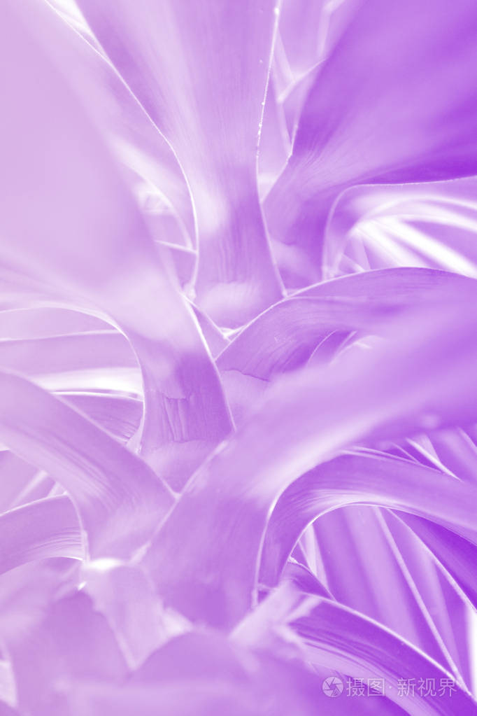具有柔和紫色背景的热带肉质叶子