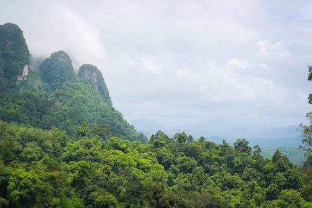 美丽的景观自然在早晨。绿色植物和树在雨森林山