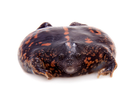 白色的墨西哥穴居蟾蜍照片