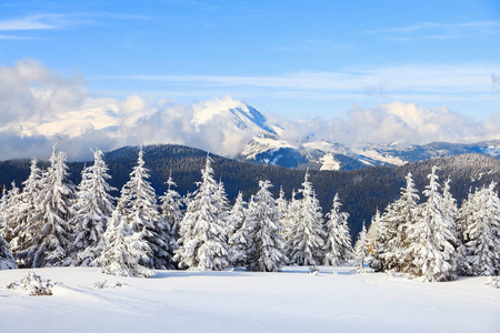 在高山和山峰是神奇的树木覆盖着白色蓬松的雪, 对美丽的冬季景观