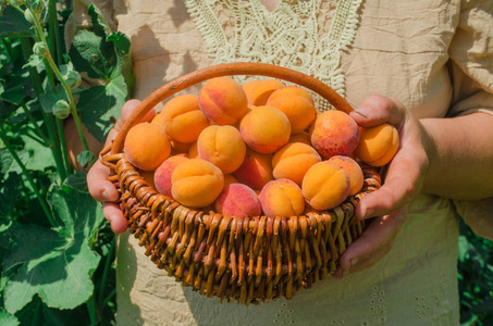 一篮子新鲜的杏在农场果园。农夫在杏果园收割。农夫显示篮子充满杏