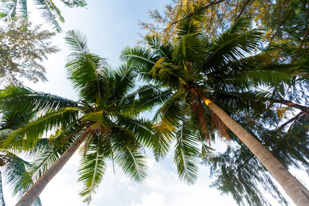 天空背景上的椰子棕榈树
