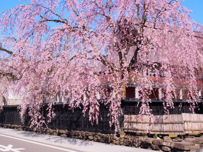 日本樱花花 kakunodate