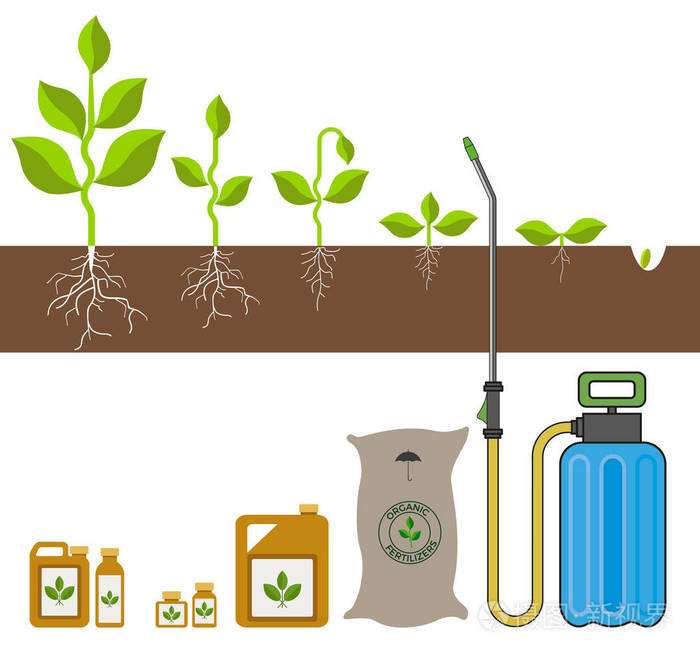 植物生长的阶段