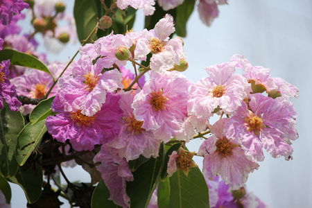 粉红色花朵 tabebuia 景天盛开