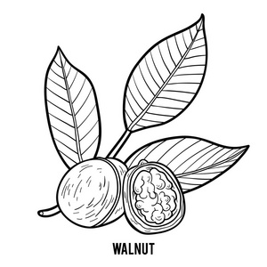 着色书为孩子, 核桃照片