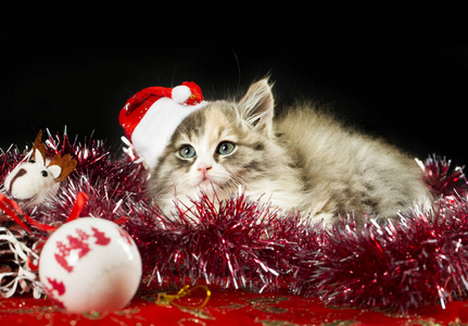 可爱猫咪圣诞概念