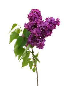 紫丁香花白色上孤立