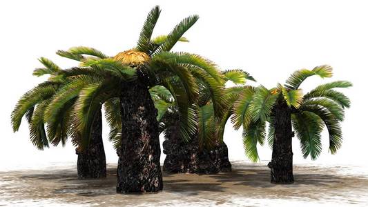 西米棕榈图片