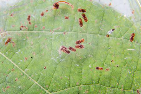 蚊子的幼虫图片