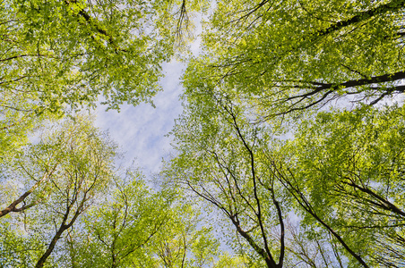 掏空孔例证集合鸟猫头鹰与 owlets 在树梢和松鼠或刺猬在 hollowtree