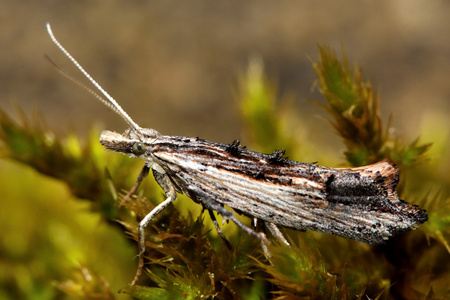 Ypsolopha scabrella 微蛾