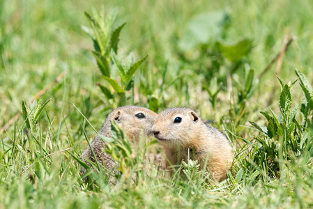 两个鼠并排坐着, 一个阳光明媚的日子, 一个人在低矮的绿草中看着对方。