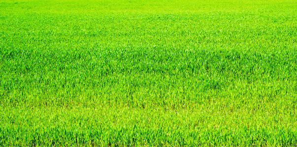绿春小麦草草甸背景