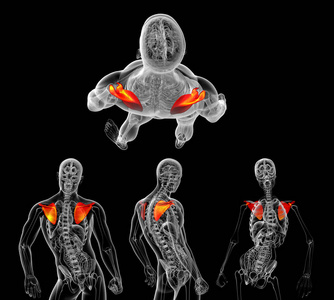 3d. 人体肩胛骨骨的医学图示