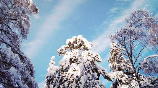 冬天的森林和雪中的树木