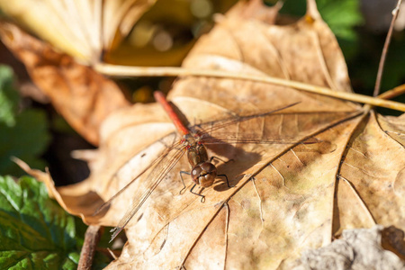 褐色蜻蜓与秋天叶子的宏观细节
