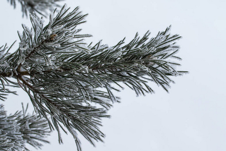 杉木树针上的积雪关闭了