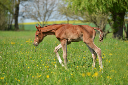 可爱的小马驹图片