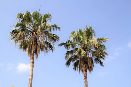 棕榈树风景在天空自然