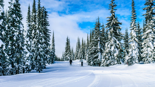 滑雪场滑雪穿过森林在蔚蓝的天空下