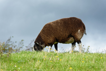 绵羊在吃草