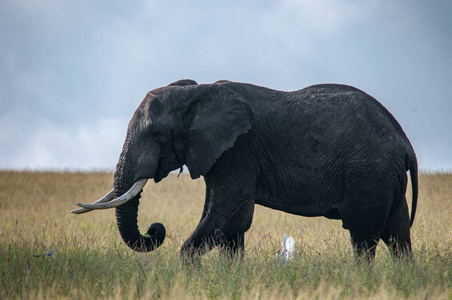 国家保护区, 肯尼亚, 非洲, 最小的非洲食肉动物, 食肉秩序非洲大象