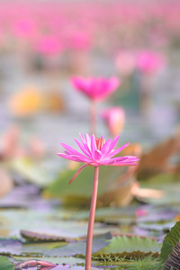 粉红色莲花湖在 thale noi，博他仑，泰国