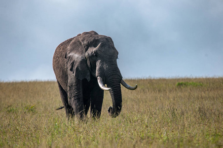 非洲大象, 非洲象属基利坎贝尔, 国家公园, 肯尼亚, 非洲, Proboscidea 秩序, Elephantidae 家庭