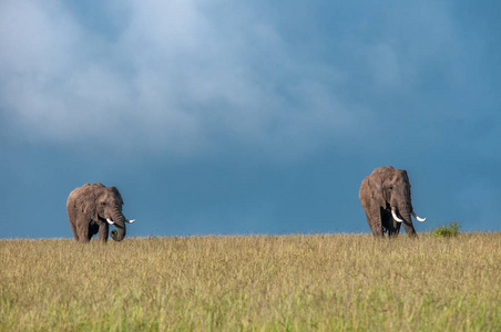 非洲大象, 非洲象属基利坎贝尔, 国家公园, 肯尼亚, 非洲, Proboscidea 秩序, Elephantidae 家庭