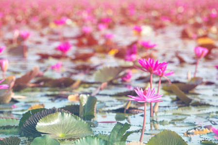 粉红色莲花湖在 thale noi，博他仑，泰国