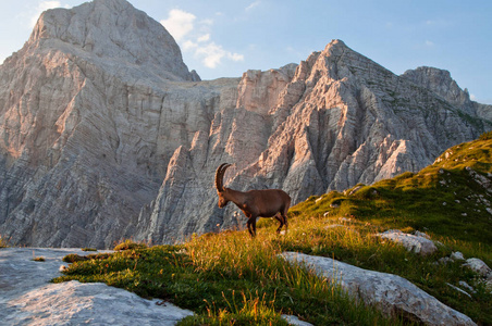 美丽的山 ibex 在朱利安阿尔卑斯山，斯洛文尼亚