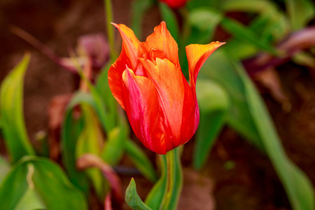 郁金香花开