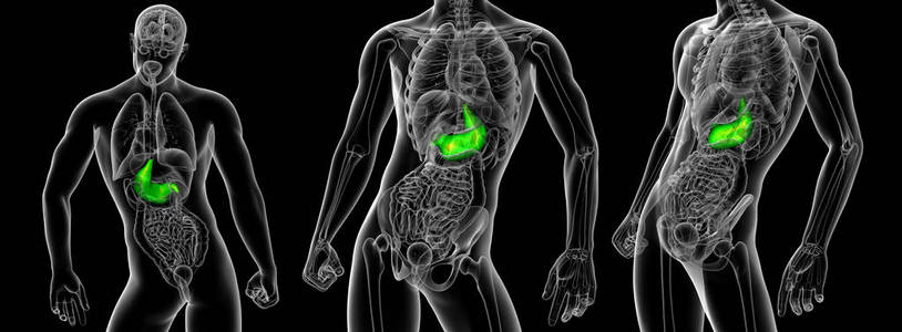 3d 渲染医学插图的胃