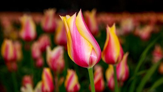 郁金香花开图片