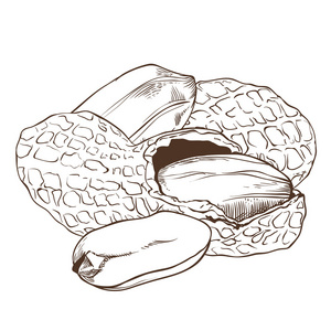 孤立在白色背景上的花生矢量照片