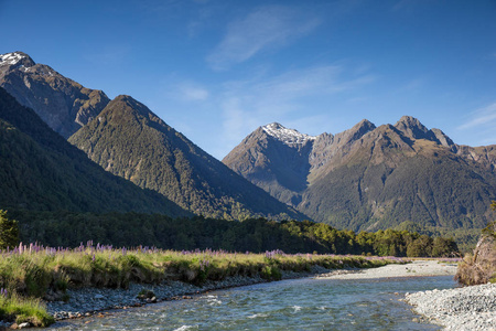 清澈纯净的水流, 毛地黄 palnts 和新西兰山脉