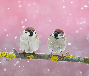 落鸟在 snowf 期间落在树枝上的两个滑稽可爱的小鸟麻雀照片