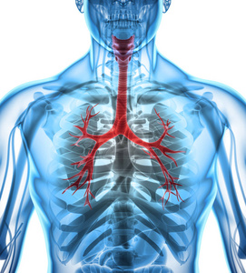 支气管器官图片-支气管器官素材-支气管器官插画-摄图新视界